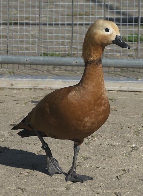 代領導力背
