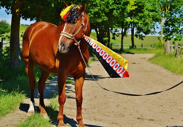 轻新星再上 轻新星再上